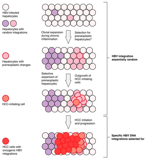 Genes Free Full Text Cellular Genomic Sites Of Hepatitis B Virus