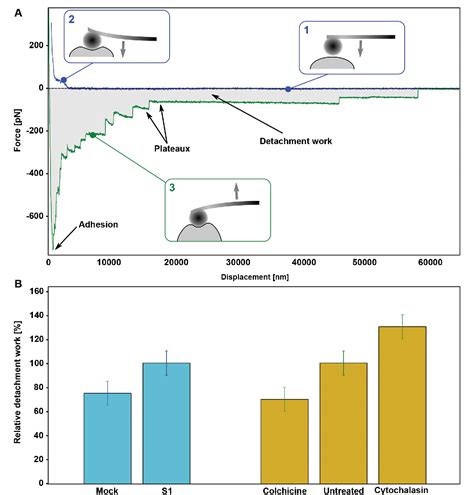 Figure 2 From Novel Ncrnas Transcribed By Pol Iii And Elucidation Of