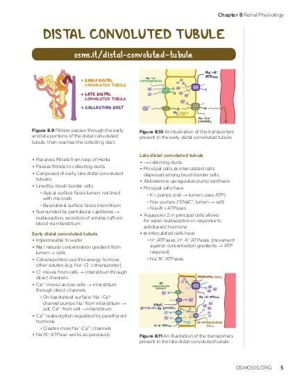 Proximal Convoluted Tubule Cells