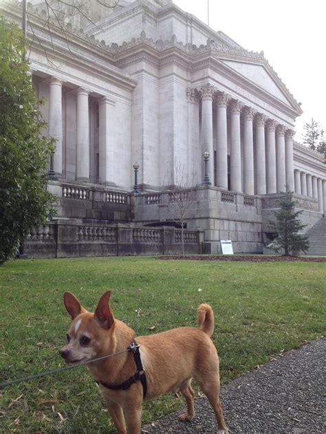 Halo At Washington State Capitol Chihuahua Washington State Capitol