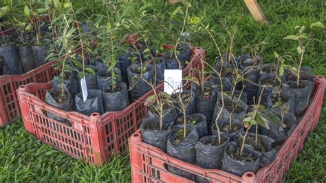 Prefeitura De Curitiba Distribui Mil Mudas De Rvores Nesta Quarta