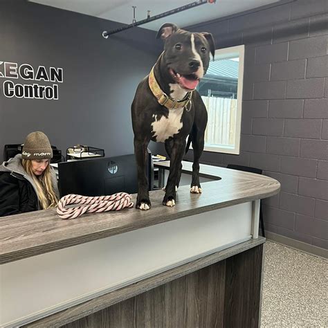 Saving Waukegan's Homeless Animals - RESCUED Don't let her die