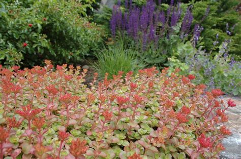 Drought Tolerant Plants For The Pacific Northwest Plus Other Hot