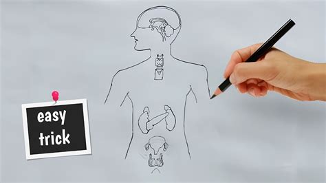 How To Draw Endocrine Glands Easily How To Draw Endocrine System Endocrine Glands In Human