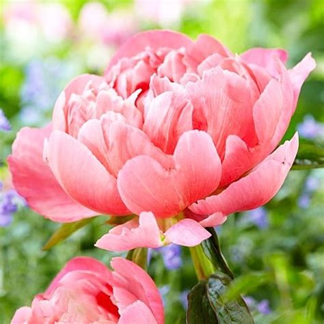 Пион Coral Charm (Корал Чарм)🌱 - купить корневища и саженцы в горшках в ...