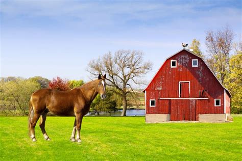 American Countryside stock photo. Image of foliage, flora - 27125742