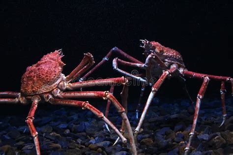 Cangrejo De Araña Japonés Kaempferi Del Macrocheira Foto De Archivo