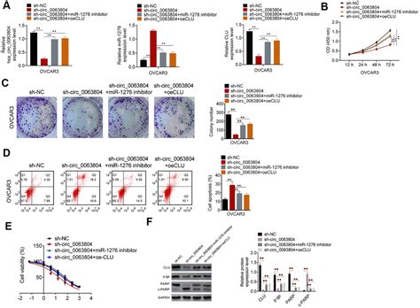 Hsa Circ 0063804 Enhances Ovarian Cancer Cells Proliferation And