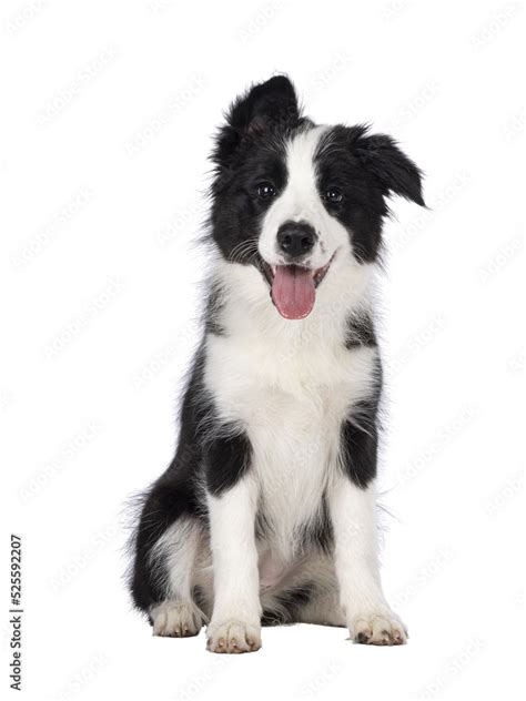 Super adorable typical black with white Border Colie dog pup, sitting ...