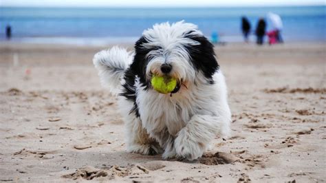 Tibet Terrier Hunderasse Infos Zur Rasse Tierpuls