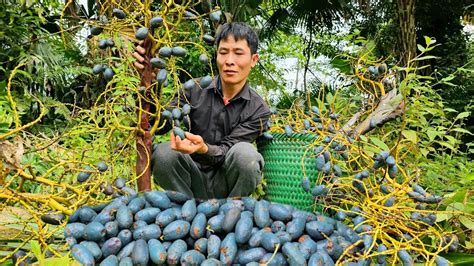 Harvesting Palm Fruit Goes To Market Sell Taking Care Of Pets YouTube