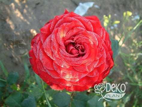 Роза Red Naomi (Ред Наоми) - Чайно-гибридные - Саженцы роз, ягодных ...