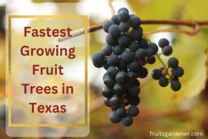 Fastest Growing Fruit Trees In Texas That You Can Plant And Grow