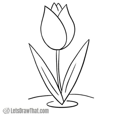 How To Draw A Tulip Simple Step By Step Drawing Tulip Drawing