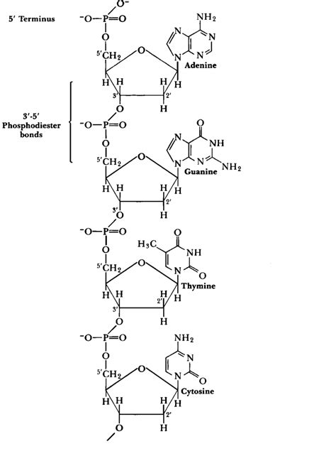 Solved Draw A Double Stranded DNA Strand 4 Base Pairs In Chegg