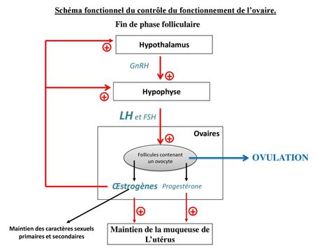 Fonctionnement Du Testicule Et Son Controle