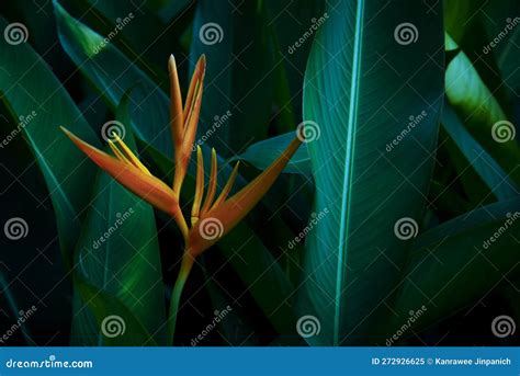 Strelitzia Retinae Bird Of Paradise Foliage Heliconia Leaf Tropical