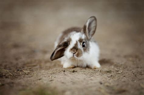 The Most Common Rabbit Diseases Abraham And Grace Adeyemi