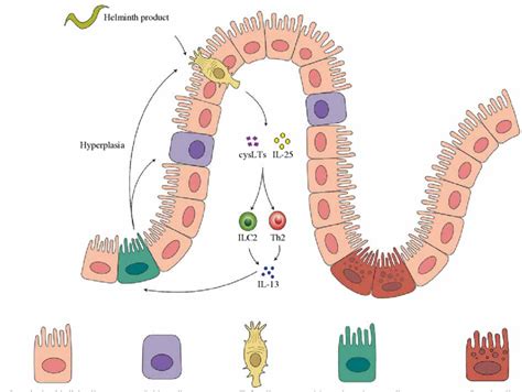 The feed-forward circuit in gastrointestinal helminth infection. Tuft ...