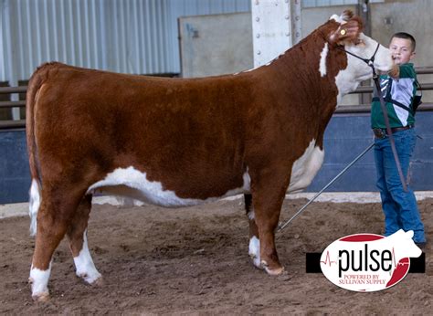 Oklahoma State Fair Jr Breeding Heifers Polled Hereford The Pulse