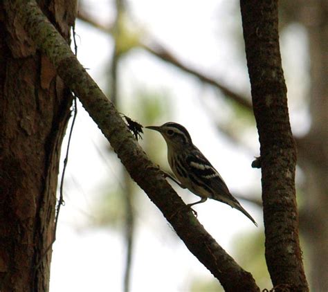 Black and White Warbler -Mniotilta varia | Wildlife Journal Junior