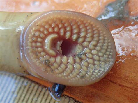 Lamprey Eye Disease