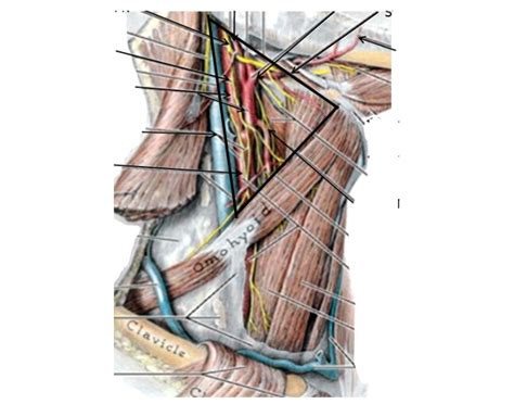 Contents of the Carotid Triangle Quiz