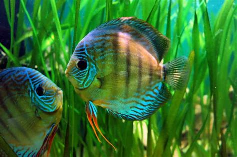 11 Best Aquarium Plants for Discus that Work (With Pics) – Aquarium Genius