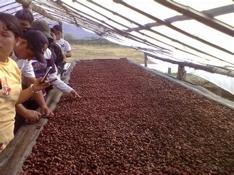 Proceso Del Cacao Historia Del Chocolate