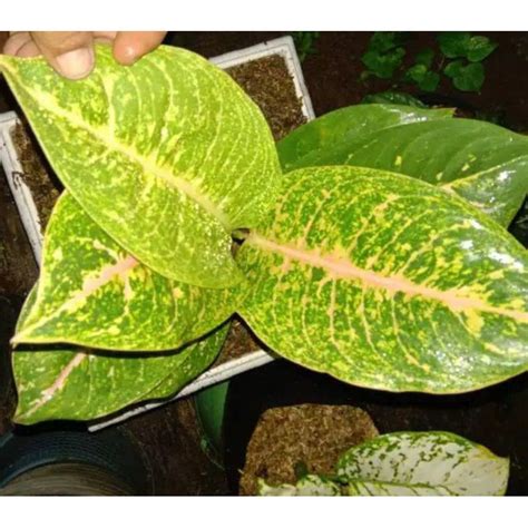 Jual Aglaonema Harley Queen Shopee Indonesia