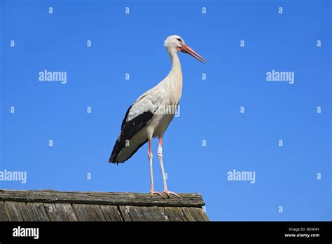 White Stork Ciconia Ciconia Stock Photo Alamy