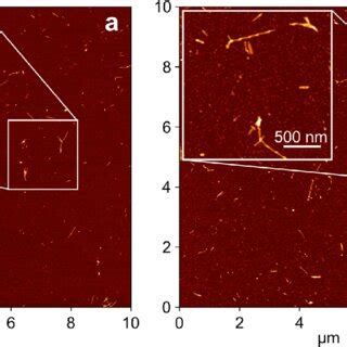 Representative Afm Images Of Saa Products Tapping Mode Height Images