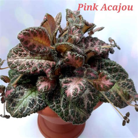 Pink Acajou > фото и описание сорта >купить > Фиалки online