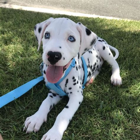 My Dalmatian Puppy With His Heart Shaped Nose Ifttt2skfahc Cães