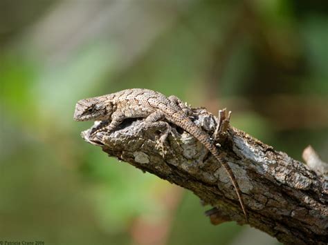 Eastern Fence Lizard Wallpapers Wallpaper Cave