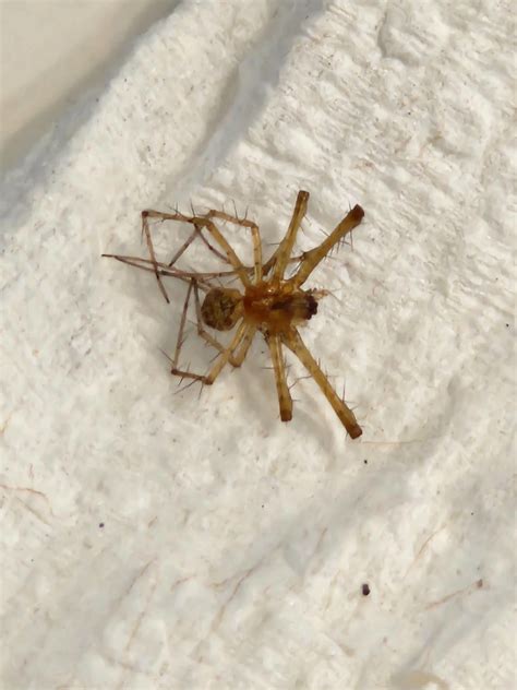 Unidentified spider in Brentwood, California United States