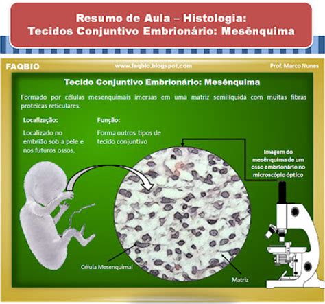 Faqbio Apoio Ao Estudo De Biologia Ficha Resumo Histologia Tecido