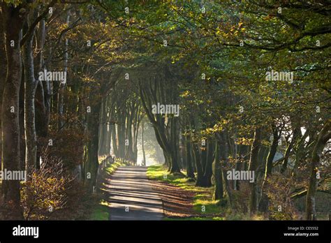 Tree Lined Hi Res Stock Photography And Images Alamy