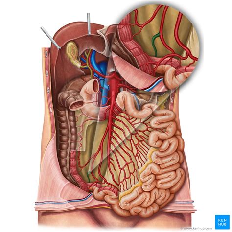 Cecum and vermiform appendix: Anatomy and function | Kenhub