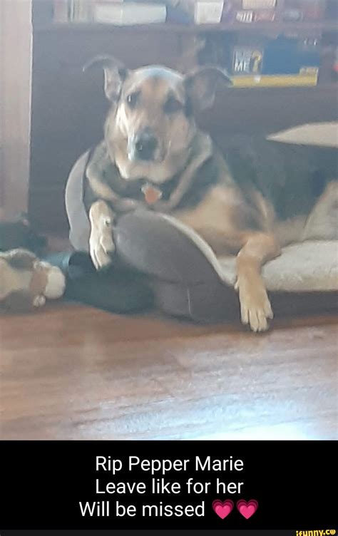 Kyoto University Hosts Live Public Shibari Traditional Rope Bondage Demonstration CUSE WHAT FUCK