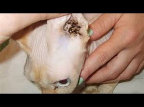 Mites Inside Cat Naturally Formed Clean Your Cats Ear Before It Is Too