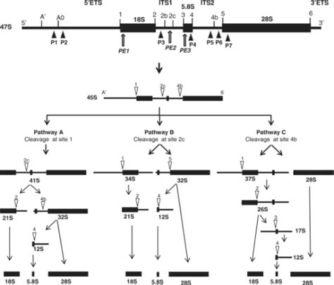 Schematic Representation Of The Human Pre Rrna Processi Open I