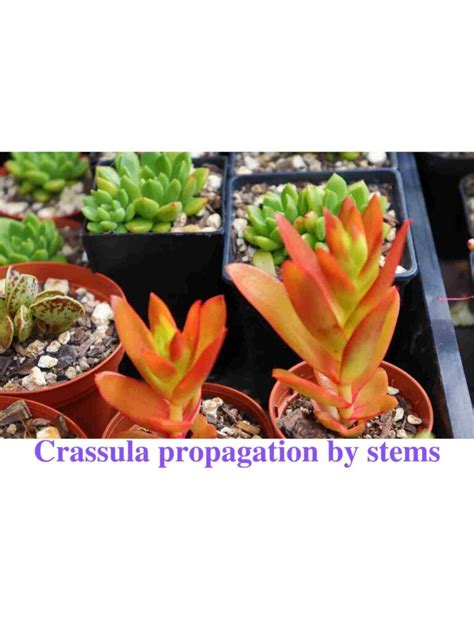 Crassula Capitella: Care And Propagation - Succulent Path