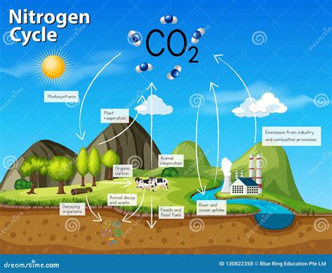 Co2 Del Ciclo Dellazoto Di Scienza Illustrazione Vettoriale