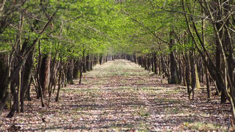 Banco De Imagens Rvore Natureza Floresta Plantar Folha