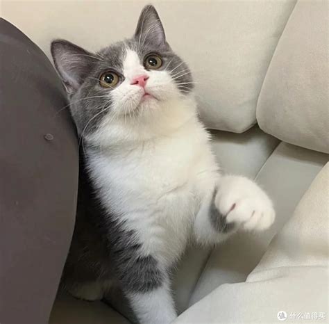 为什么说英短猫是最适合新手养的品种？猫咪什么值得买