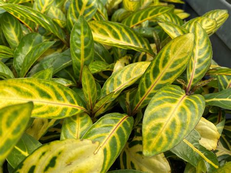 Plant Sales Galore - Evansville Living Magazine