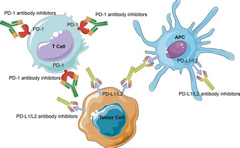 Immune Checkpoint Proteins Creative Biomart