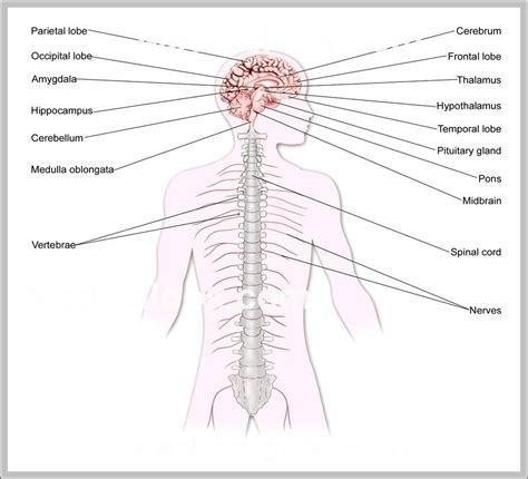 nervous system diagram Archives - Graph Diagram