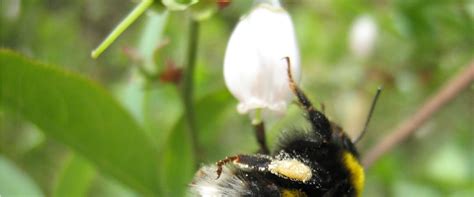 Blueberry Pollination BioBee Peru